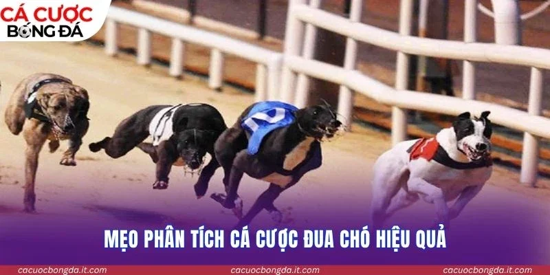 Mẹo phân tích cá cược đua chó hiệu quả