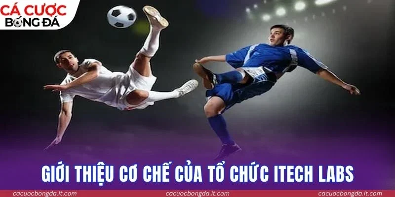 Giới thiệu cơ chế của tổ chức Itech Labs 